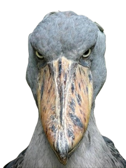 A shoebill stork staring at the camera